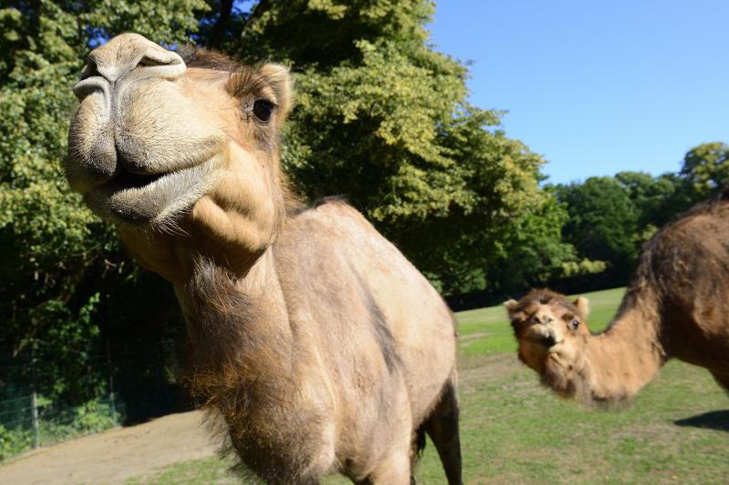 Foto: Tierpark Berlin