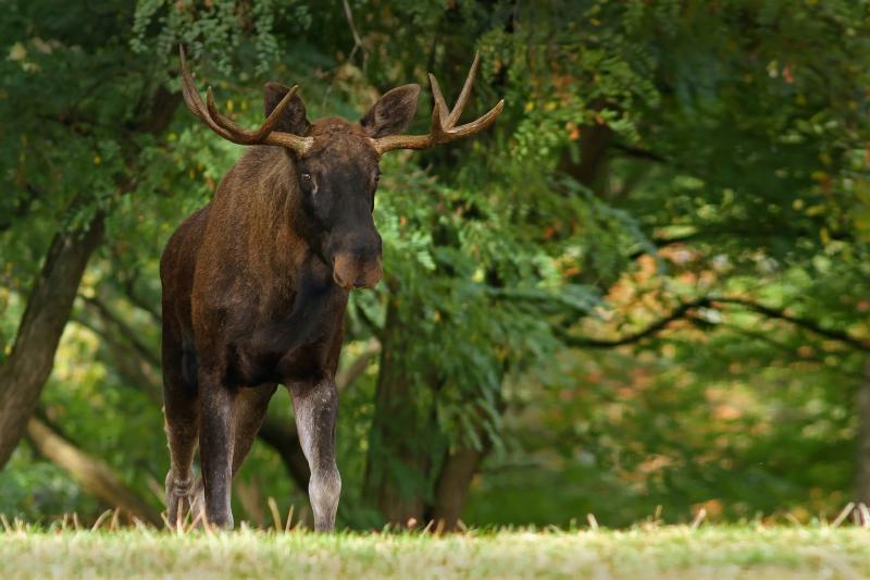 Foto: Tierpark Berlin