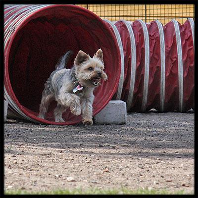 Foto: EZGS e.V. – Hundesportverein Berlin-Zehlendorf