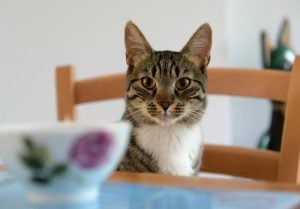 Tipps gegen Kater