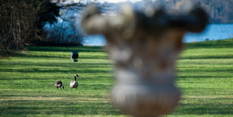 Geese on Tegeler See