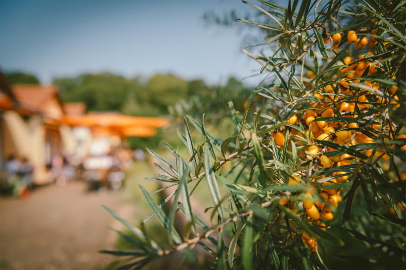 Picture: Sanddorn-Garten Petzow